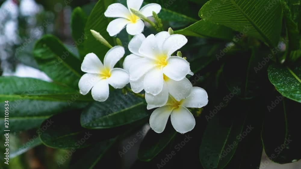 Close up white flower and green leaves in rainy day. Close up white flower and green leaves in rainy day.