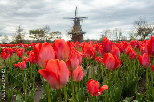 Red Spring Tulip Flowers and Windmill in Michigan