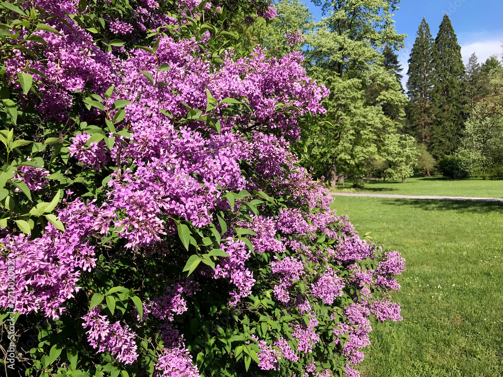 Beautiful Purple Lilac Flowers in a Spring Garden .Flowers Background .Spring Time Beautiful Purple Lilac Flowers in a Spring Garden .Flowers Background .Spring Time