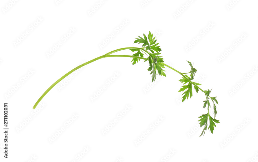 Fresh green organic parsley on white background Fresh green organic parsley on white background