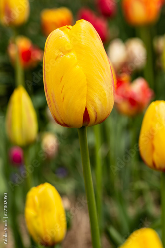 Colorful Tulips in Spring Garden Vertical