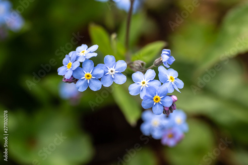 Forget Me Nots Flowers in Spring