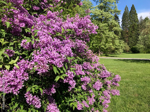 Beautiful Purple Lilac Flowers in a Spring Garden .Flowers Background .Spring Time 