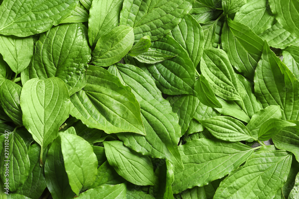 Beautiful spring green leaves as background, top view Beautiful spring green leaves as background, top view