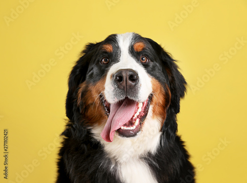 Funny Bernese mountain dog on color background