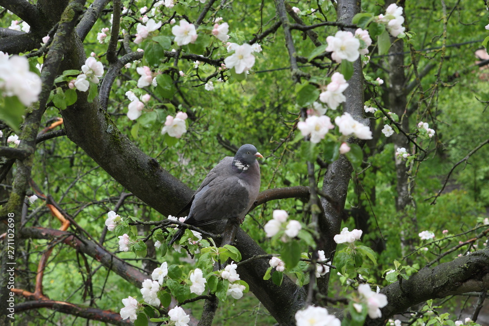 Lonely Pigeon is usual in the spring, on a tree in apple blossom.