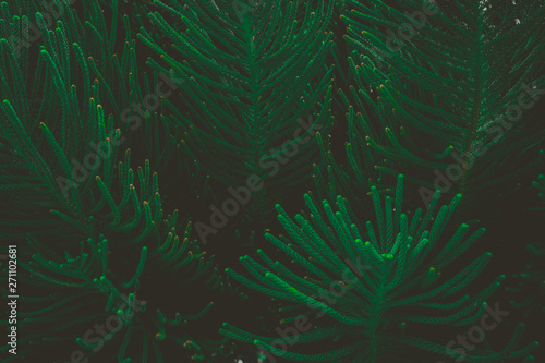 The abstract nature dark green background tropical leaves, the leaf of a pine tree.
