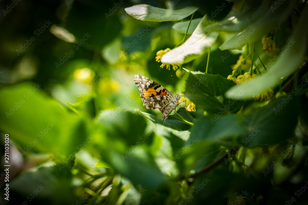 A butterfly on a blossoming linden tree flower, a tree growing on the territory of Ukraine. A butterfly on a blossoming linden tree flower, a tree growing on the territory of Ukraine.