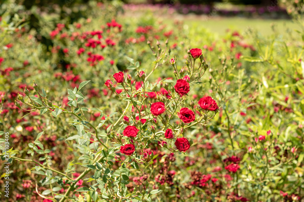 Wild Red Flowers in a Field