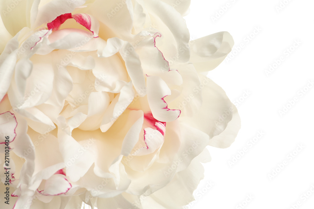 Fragrant peony on white background, closeup view. Beautiful spring flower Fragrant peony on white background, closeup view. Beautiful spring flower