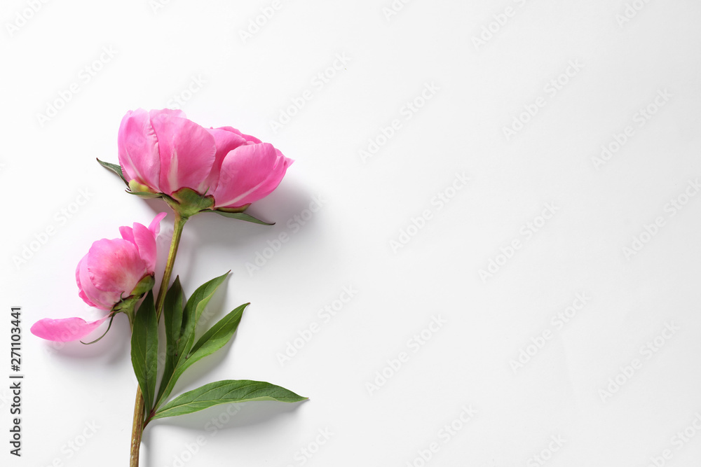 Fragrant peonies on white background, top view. Beautiful spring flowers Fragrant peonies on white background, top view. Beautiful spring flowers