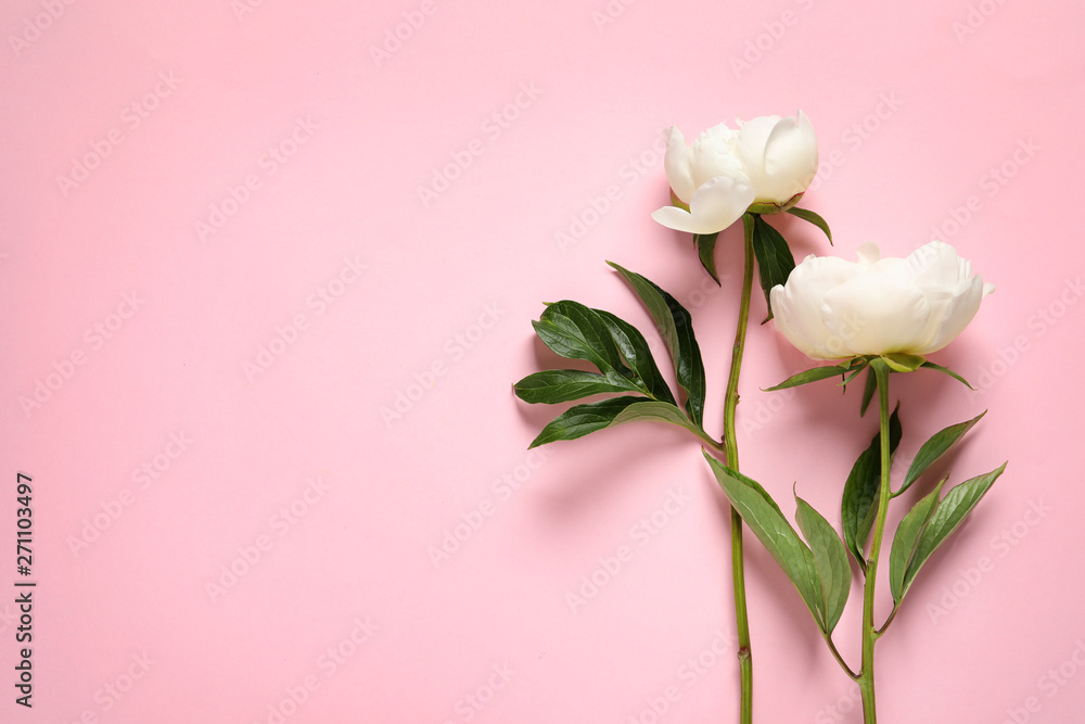 Fototapeta premium Fragrant peonies on color background, top view with space for text. Beautiful spring flowers