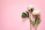 Fragrant peonies on color background, top view with space for text. Beautiful spring flowers
