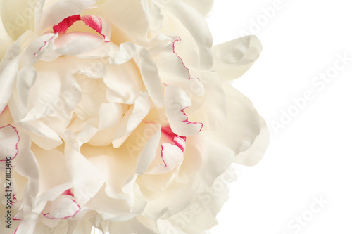 Fragrant peony on white background, closeup view. Beautiful spring flower