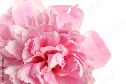 Fragrant peony on white background  closeup view. Beautiful spring flower
