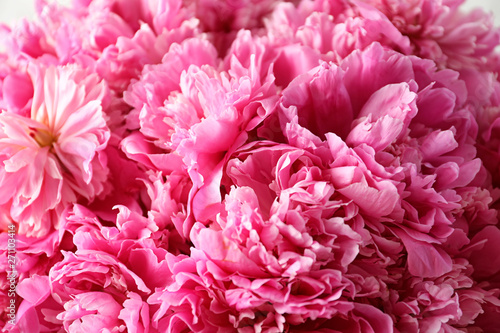 Fragrant peonies as background  closeup view. Beautiful spring flowers