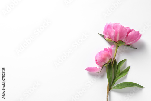 Fototapeta Naklejka Na Ścianę i Meble -  Fragrant peonies on white background, top view. Beautiful spring flowers