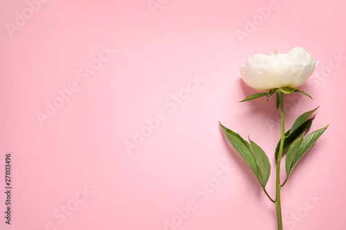 Fragrant peony on color background, top view with space for text. Beautiful spring flower
