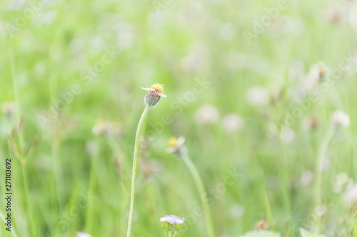 Small yellow grass flowers suitable for background