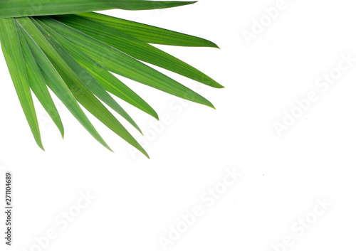leaves of coconut isolated on white
