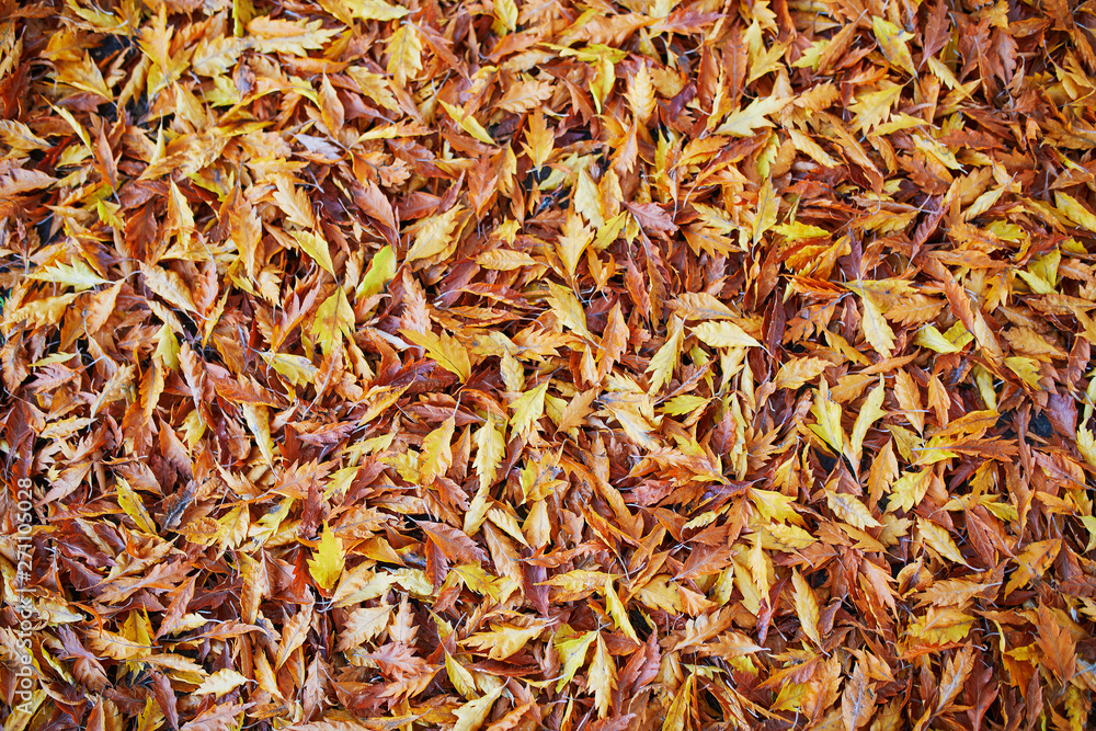 Grass covered with colorful maple leaves