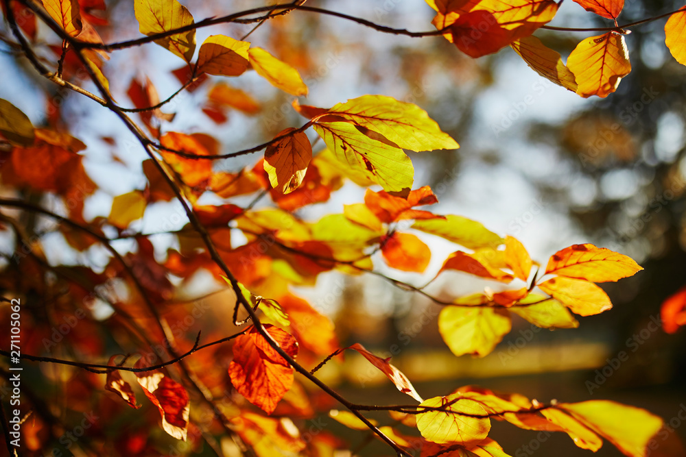 Closeup of colorful bright autumn leaves Closeup of colorful bright autumn leaves