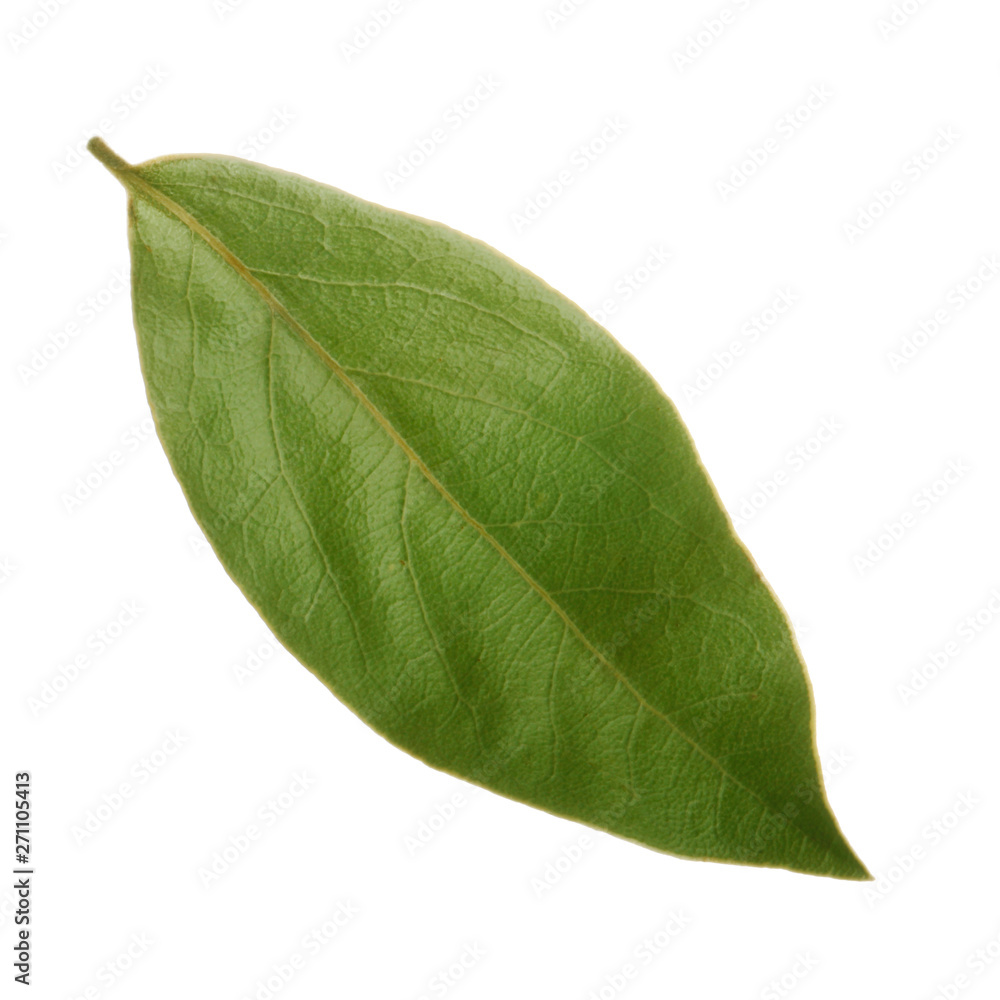 Fototapeta premium dried leaf of laurel isolated