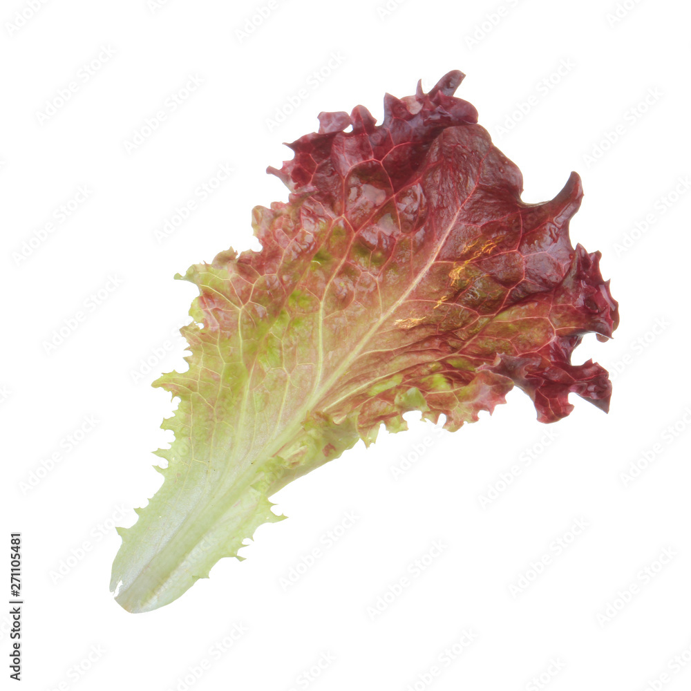 Fototapeta premium fresh red leaf of lettuce isolated on white