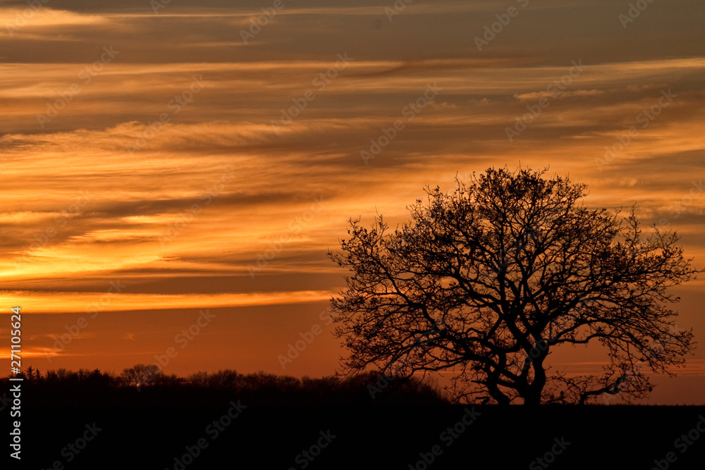 Lonely Tree in the Sunset
