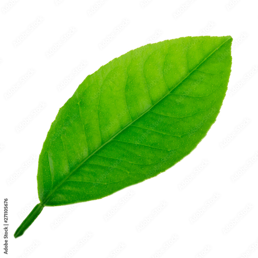 Fototapeta premium leaf of lemon isolated on white