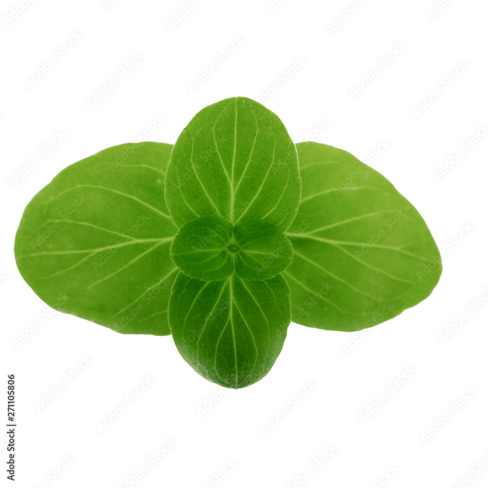 leaves of oregano isolated on white leaves of oregano isolated on white