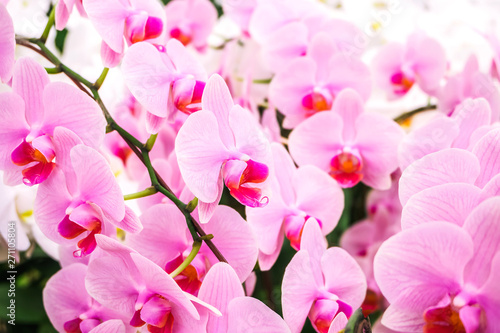 Beautiful orchid flowers blooming in the garden with nature background, Pink Phalaenopsis orchid