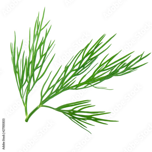 leaf of dill isolated on white background