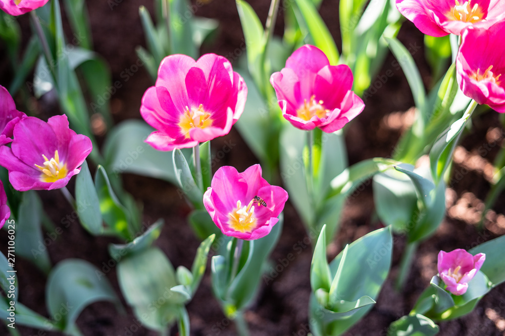 Colorful tulips field, vivid pink tulips with bright yellow tulips background. Tulip is the Netherlands' national flower. Tulip bulbs are a good substitute for onions in cooking. Colorful tulips field, vivid pink tulips with bright yellow tulips background. Tulip is the Netherlands' national flower. Tulip bulbs are a good substitute for onions in cooking.