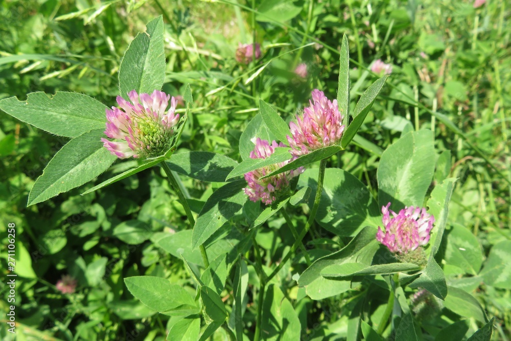Clover flowers in the meadow on natural green background Clover flowers in the meadow on natural green background