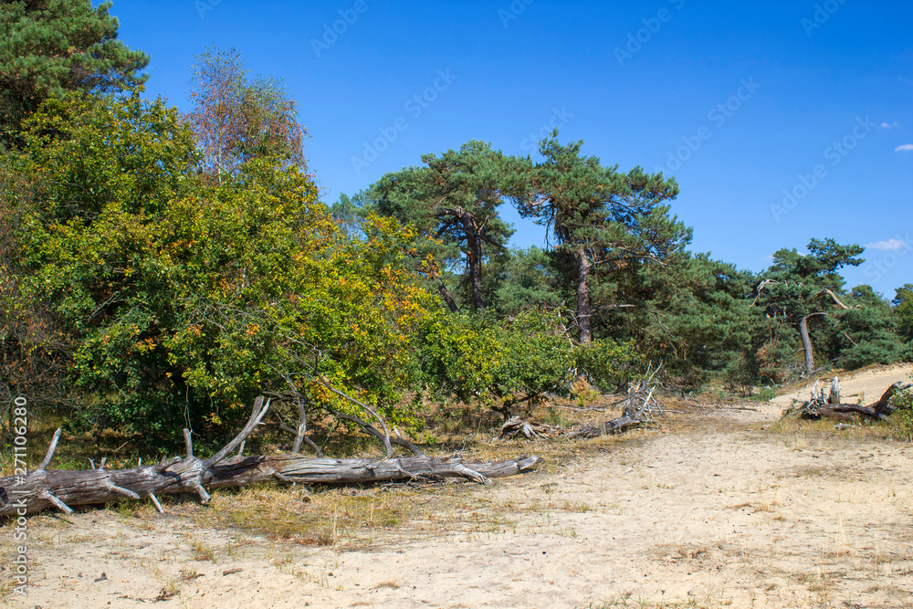 National Park Maasduinen in the Netherlands National Park Maasduinen in the Netherlands
