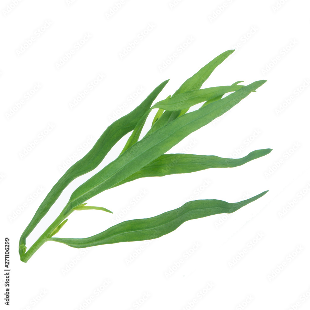 tarragon leves isolated on white background tarragon leves isolated on white background