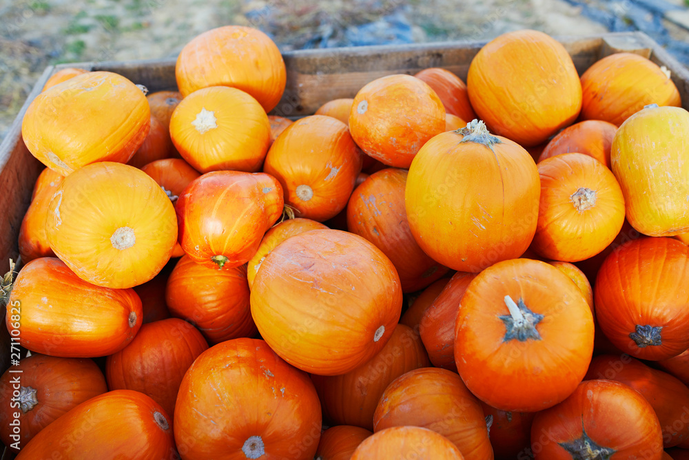 Fresh organic pumpkins on farmer market