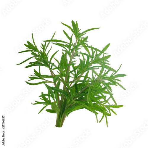 branch of leaves of savory isolated on white background
