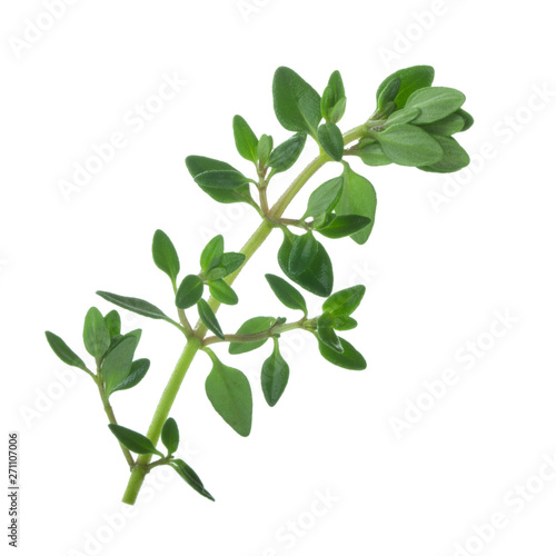 branch of thyme isolated on white background
