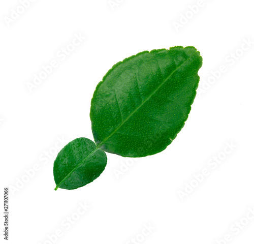 leaf of kaffir lime  bergamot  isolated