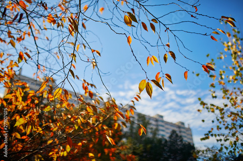 Closeup of colorful bright autumn leaves