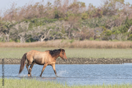 Wild Horses on the Rachel Carson Reserve of the Coast near Beaufort  North Carolina