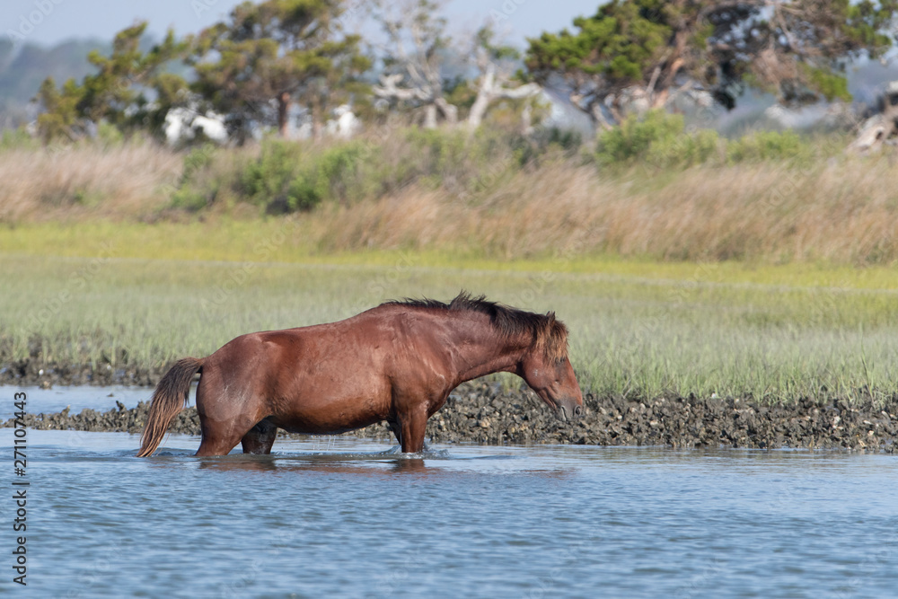 Wild Horses on the Rachel Carson Reserve of the Coast near Beaufort, North Carolina Wild Horses on the Rachel Carson Reserve of the Coast near Beaufort, North Carolina