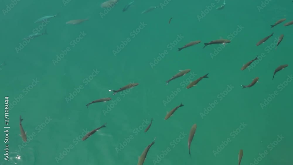 School of grey fish swimming in formation in teal water, Lanzarote School of grey fish swimming in formation in teal water, Lanzarote