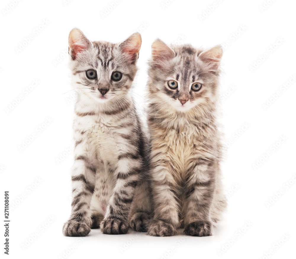 Obraz premium Two small kittens.