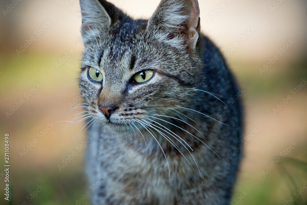 Hungry cat with green eyes looking and waiting for food Hungry cat with green eyes looking and waiting for food