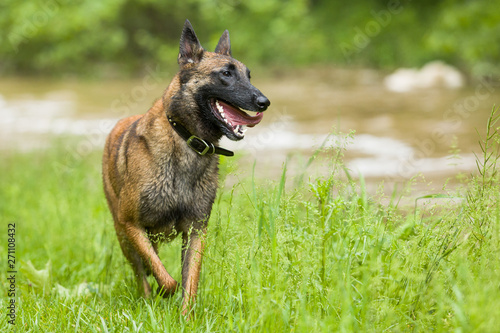 Belgian Malinois photo