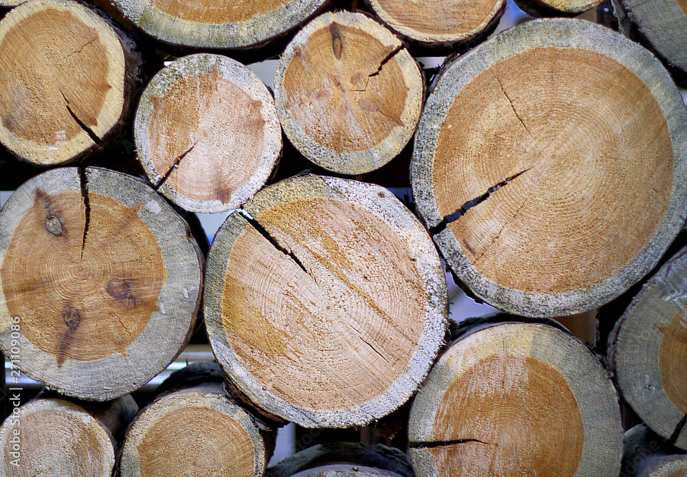 The trunks of the trees are folded like a partition.