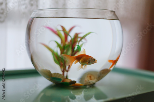 Orange goldfish in  the fishbowl with green weeds